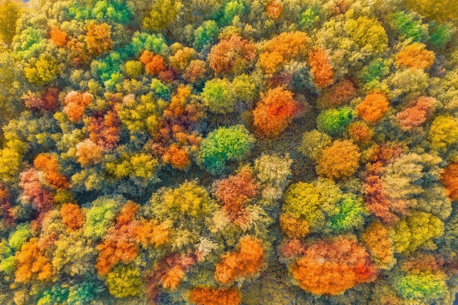 Aerial view of a forest canopy in autumn with orange, yellow, and green trees
