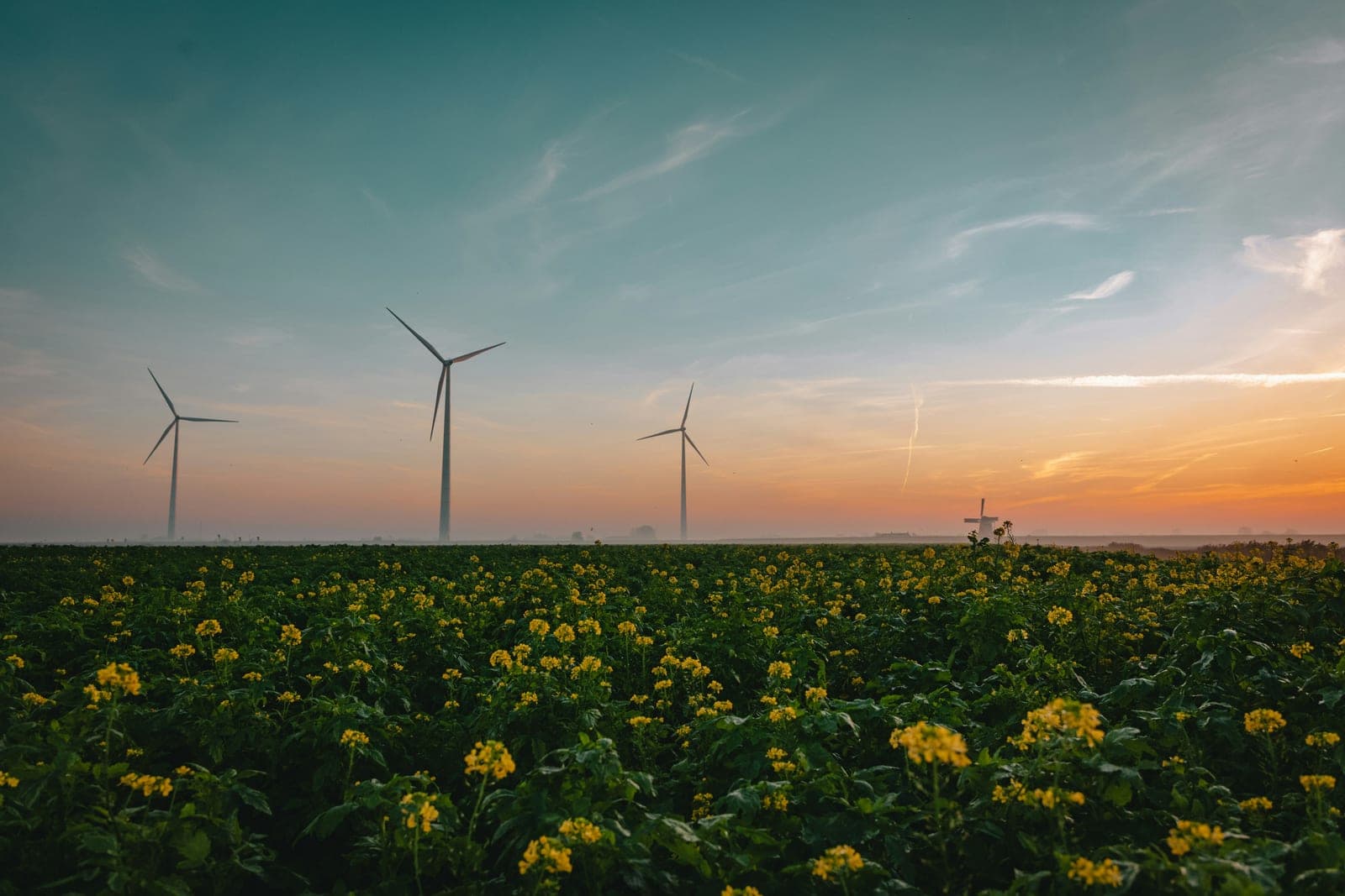A field of yellow flowers with wind turbines in the background