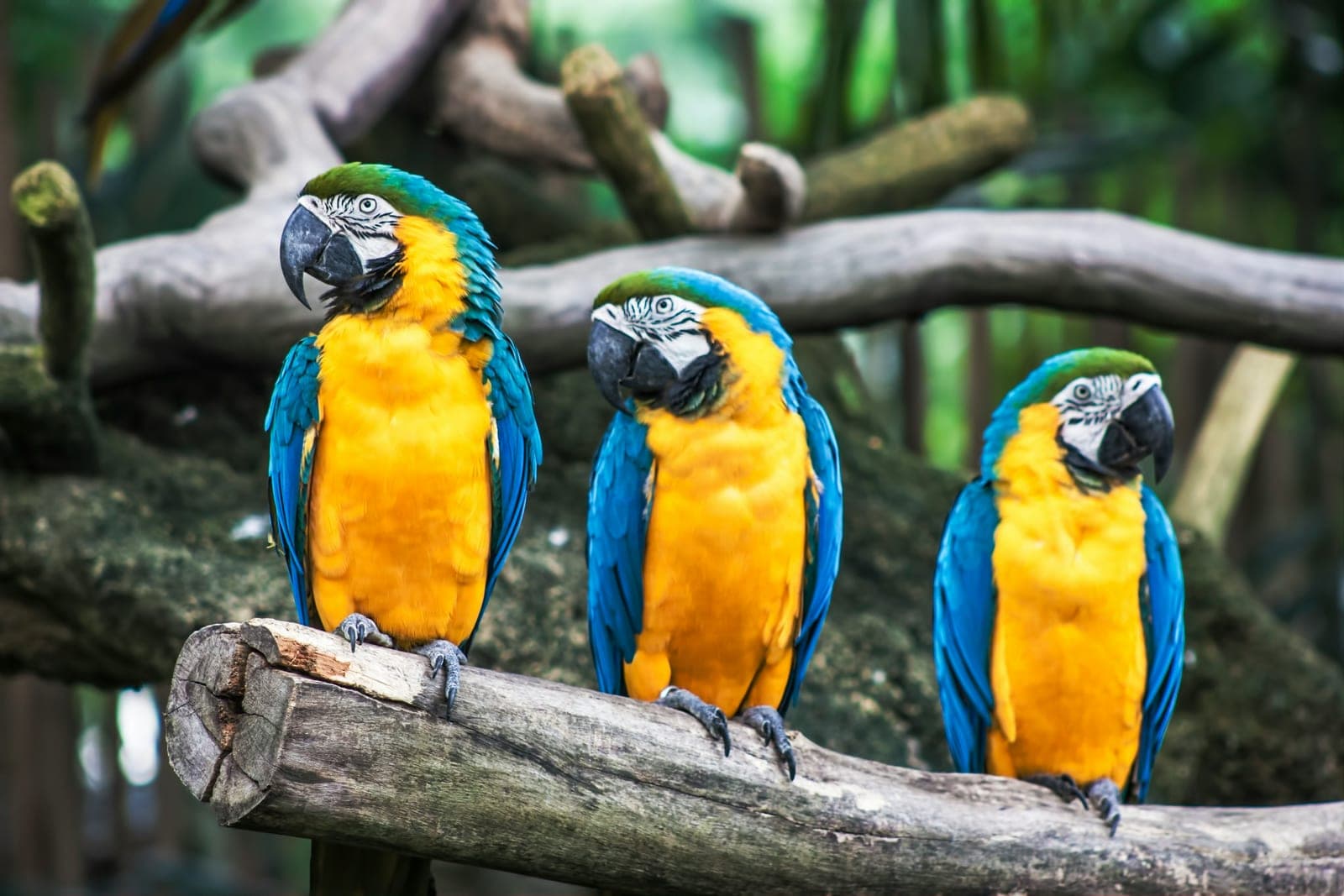 Three blue-and-yellow macaws perched on a branch