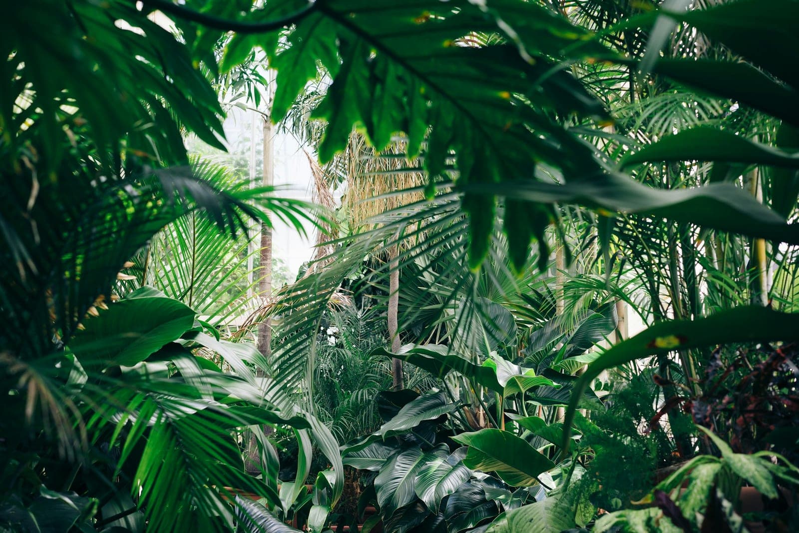 Dense green leafed plants filling a tropical garden