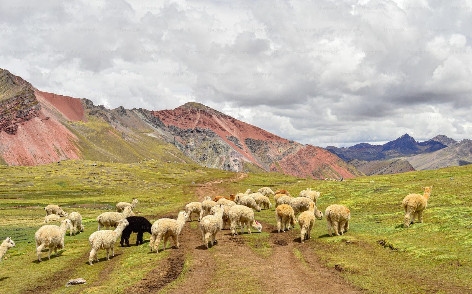 Alpacas walking along a mountain road beneath colorful Andean peaks